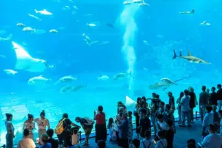 在学中１回の沖縄スクーリングで思い出づくり