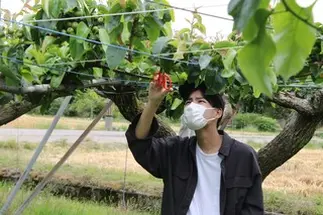 梨狩り体験の様子です。自然体験や職業体験、お祭りの参加など社会に色々な形で関わります。