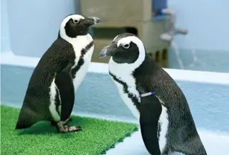 動物の知識も学べます